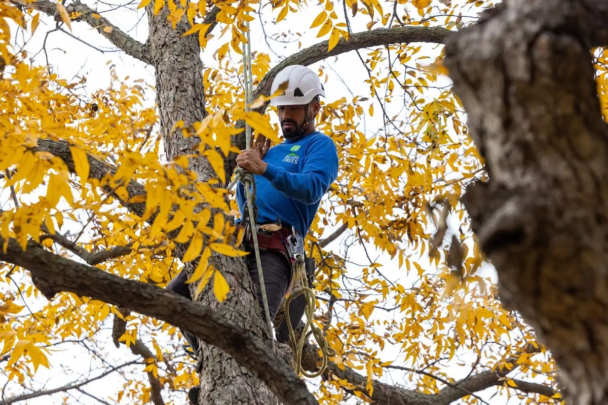 Skilled Tree Planing crew working in Truxton